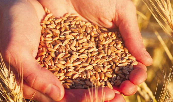 Bekämpfung von Pilzen, Bakterien und Viren auf Saatgut